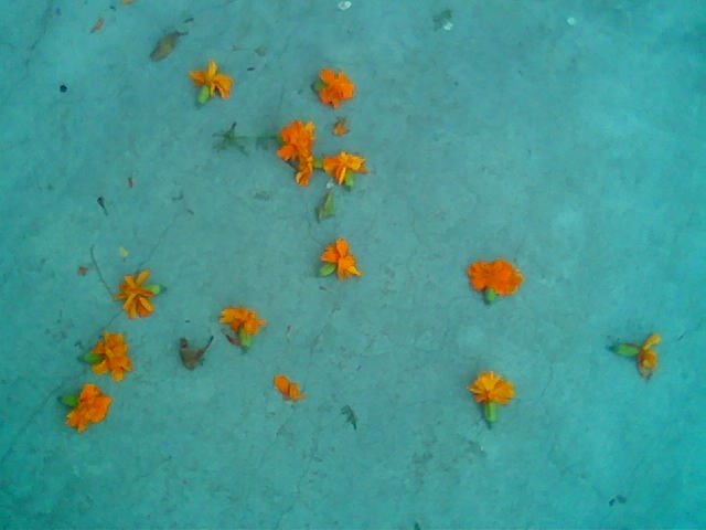 groundflowers